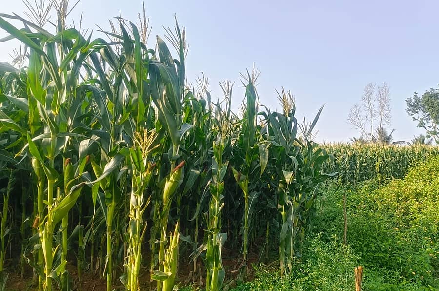 ಹುಣಸೂರು ತಾಲ್ಲೂಕಿನ ನಂಜಾಪುರ ಗ್ರಾಮದಲ್ಲಿ ರೈತರು ಬೆಳೆದಿರುವ ಮುಸುಕಿನ ಜೋಳ ಫಸಲು