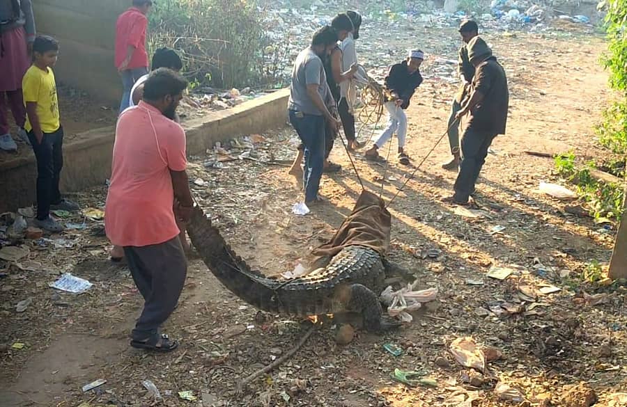 <div class="paragraphs"><p>ಮೊಸಳೆಯನ್ನು ನದಿಗೆ ಬಿಟ್ಟ ಸ್ಥಳೀಯರು</p></div>