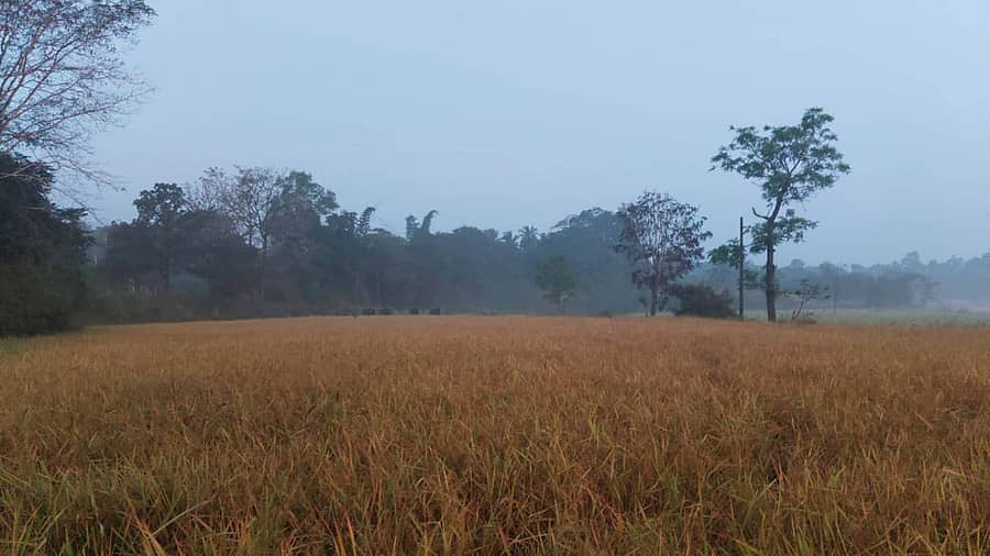 ತೀರ್ಥಹಳ್ಳಿ ತಾಲ್ಲೂಕಿನ ತರಿ ಪ್ರದೇಶದಲ್ಲಿ ಲಗ್ಗೆ ಇಟ್ಟಿರುವ ಕಾಡುಕೋಣಳ ಹಿಂಡು
