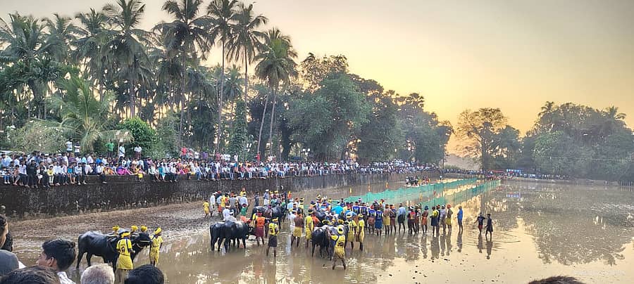 ಸಾಂಪ್ರದಾಯಿಕ ತಗ್ಗರ್ಸೆ ಕಂಬಳೋತ್ಸವದ ಸಂಭ್ರಮ