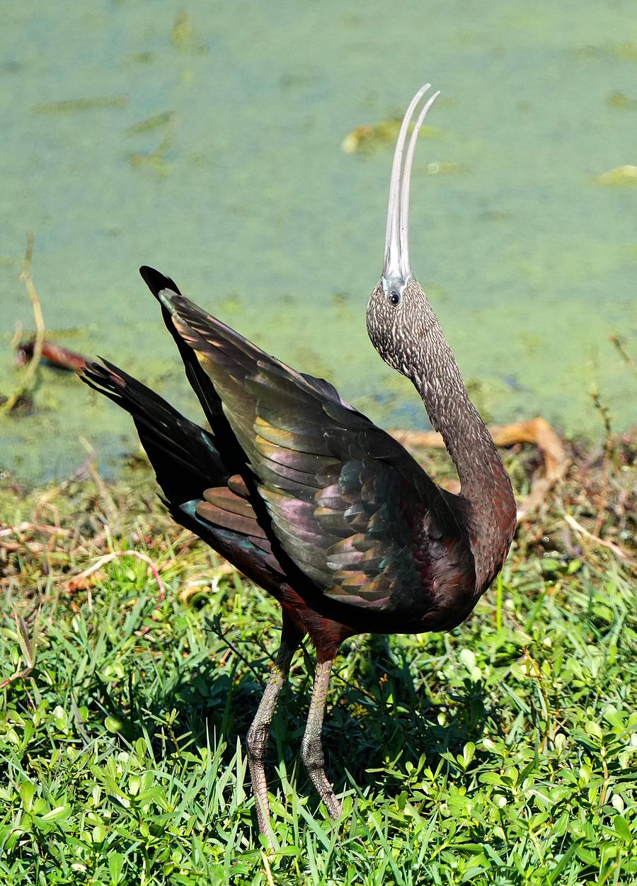 ಕೆಂಬರಲು (ಗ್ಲಾಸಿ ಐಬಿಸ್)