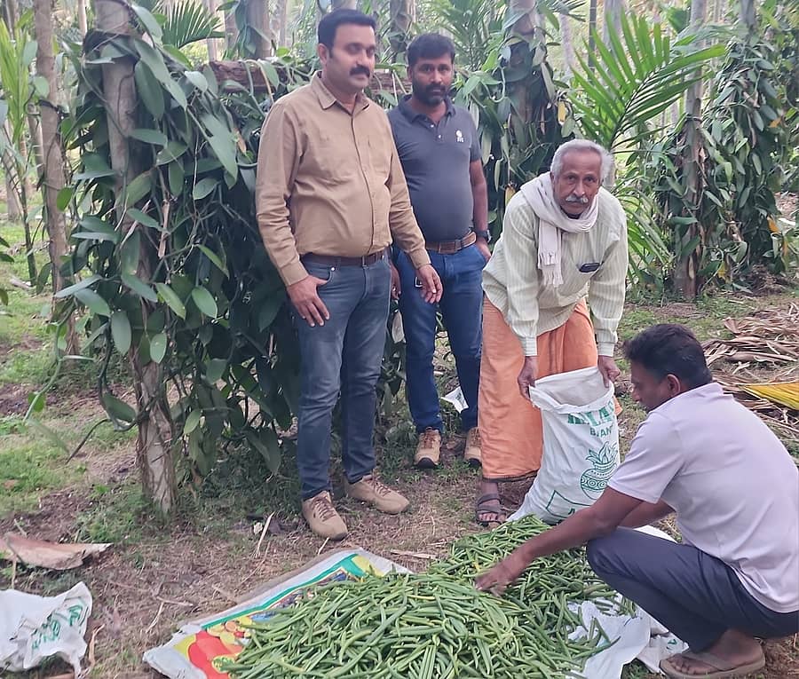ತೋವಿನಕೆರೆ ಸಮೀಪದ ಮಣುವಿನಕುರಿಕೆ ರೈತ ಎಂ.ಪಿ.ಶಿವಶಂಕರ ತೋಟದಲ್ಲಿ ಬೆಳೆದಿರುವ ವೆನಿಲ್ಲಾ ಹಸಿ ಕಾಯಿ