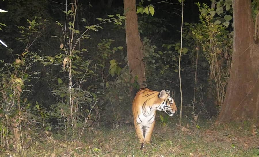 ಮೂಡಿಗೆರೆ ತಾಲ್ಲೂಕಿನ ಭಾರತೀಬೈಲ್ ಗ್ರಾಮದ ಬಳಿ ಅರಣ್ಯ ಪ್ರದೇಶದಲ್ಲಿ ಅಳವಡಿಸಿದ್ದ ಕ್ಯಾಮೆರಾದಲ್ಲಿ ಕಾಣಿಸಿಕೊಂಡ ಹುಲಿ