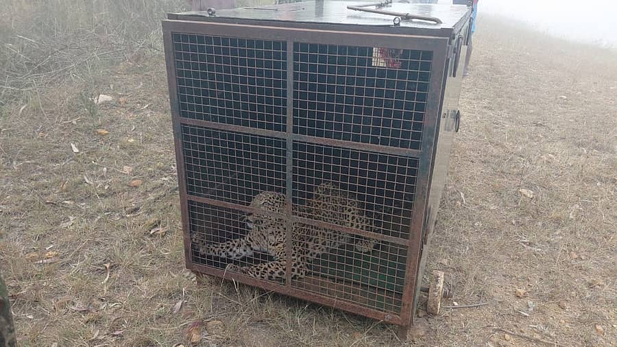 ಬೋನಿಗೆ ಬಿದ್ದ ಚಿರತೆ