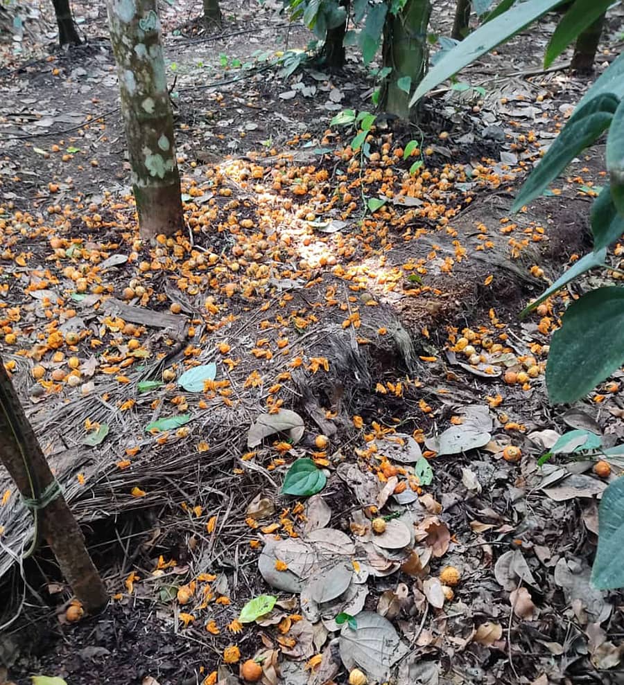 ಶಿರಸಿಯ ಗ್ರಾಮೀಣ ಭಾಗದ ತೋಟದಲ್ಲಿ ಹಣ್ಣಡಿಕೆಯನ್ನು ಹಾಳುಮಾಡಿರುವ ಮಂಗಗಳು