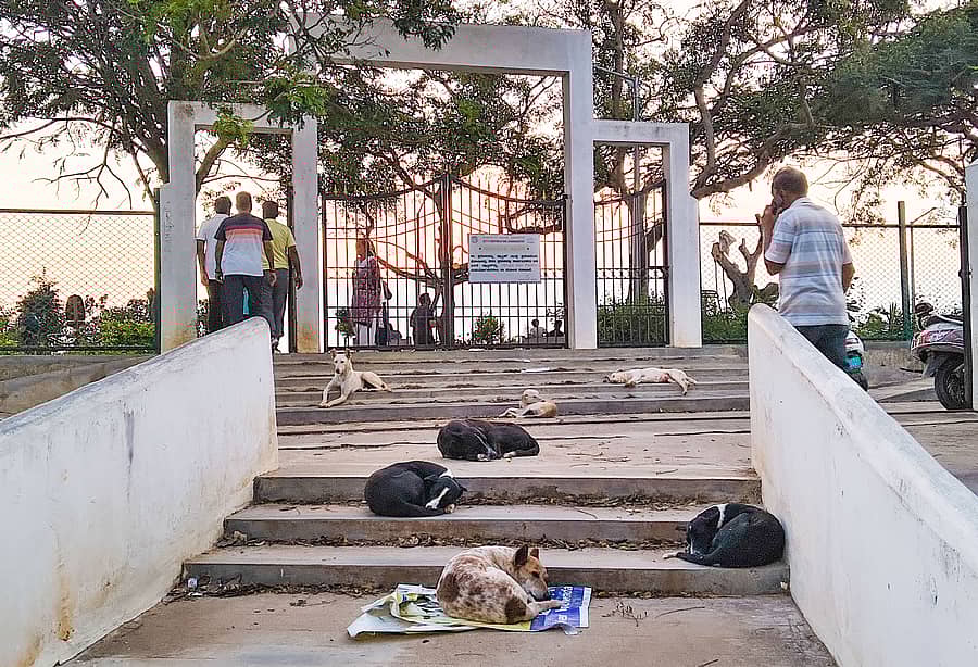 <div class="paragraphs"><p>ದಾವಣಗೆರೆಯ ಕುಂದವಾಡ ಕೆರೆ ಪ್ರವೇಶದ್ವಾರದ ಪಾದಚಾರಿ ಮಾರ್ಗದಲ್ಲಿ ಹತ್ತಕ್ಕೂ ಹೆಚ್ಚು ಬೀದಿ ನಾಯಿಗಳು ಗುಂಪು ಸೇರುತ್ತಿದ್ದು, ಜನರು ಇವುಗಳ ಭೀತಿಯಲ್ಲೇ ವಾಯುವಿಹಾರ ನಡೆಸುವಂತಾಗಿದೆ</p></div>