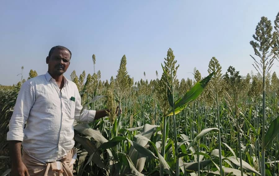 ಕಂಪ್ಲಿ ತಾಲ್ಲೂಕು ಎಮ್ಮಿಗನೂರು ಗ್ರಾಮ ವ್ಯಾಪ್ತಿಯಲ್ಲಿ ಬೆಳೆದಿರುವ ಜೋಳದ ಬೆಳೆಗೆ ಕಂದು ಜಿಗಿ ಹುಳು ಬಾಧೆ ಕಾಣಿಸಿಕೊಂಡಿದ್ದು, ರೈತ ಮಲಕಪ್ಪನವರ ಬಾಲೇಸಾಬ್ ತೋರಿಸಿದರು