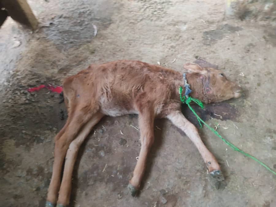 ಚಿರತೆ ದಾಳಿಗೆ ಕರು ಮೃತಪಟ್ಟಿರುವುದು