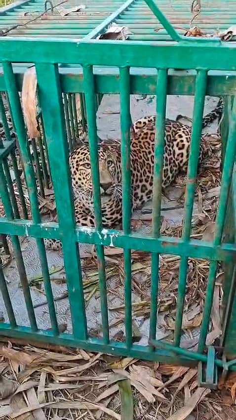 ಕೆ.ಎಂ. ಹುಂಡಿಯಲ್ಲಿ ಸೆರೆಸಿಕ್ಕ ಚಿರತೆ