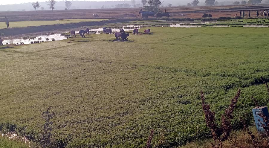 ಹಿಂಗಾರು ಹಂಗಾಮಿನ ಭತ್ತ ನಾಟಿಗಾಗಿ ಹುಣಸಗಿ ಪಟ್ಟಣದ ಹೊರವಲಯದಲ್ಲಿ ಸಸಿ ಹಾಕಿರುವದು