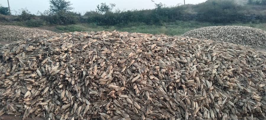 ಕುಂದಗೋಳ ತಾಲ್ಲೂಕಿನ ಕಳಸ ಗ್ರಾಮದಲ್ಲಿ ಒಕ್ಕಲು ಮಾಡಲು ರಾಶಿ ಹಾಕಿರುವ ಮೆಕ್ಕೆಜೋಳ