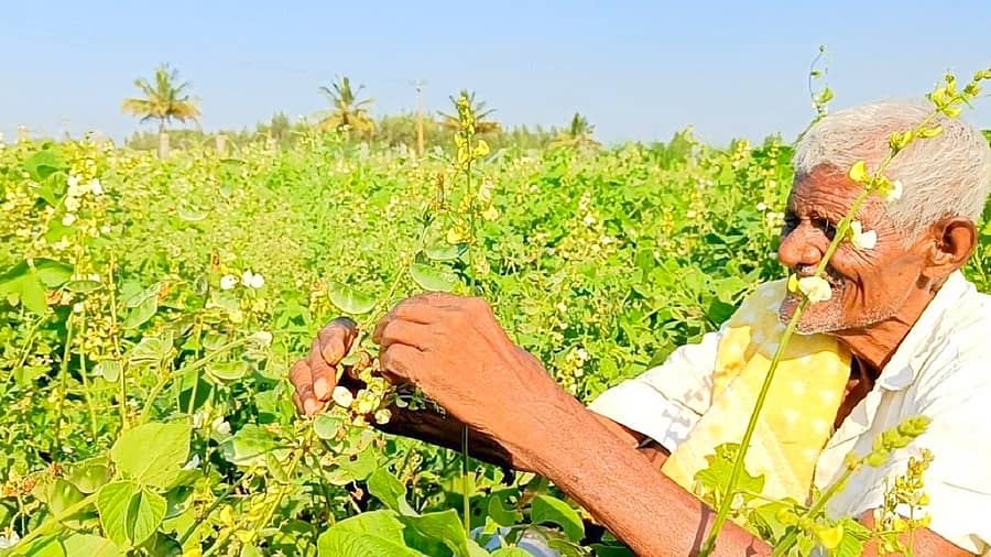 ಕೋಲಾರ ತಾಲ್ಲೂಕಿನ ತೊಟ್ಲಿ ಬಳಿ ಜಮೀನಿನಲ್ಲಿ ರೈತರೊಬ್ಬರು ಅವರೆಕಾಯಿ ಬೆಳೆ ವೀಕ್ಷಿಸಿದ ಸಂದರ್ಭ