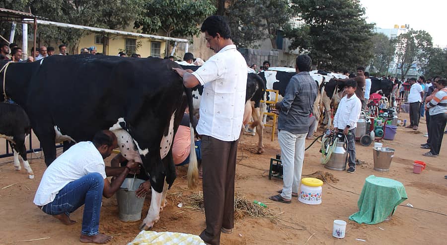 <div class="paragraphs"><p>ಆನೇಕಲ್ನಲ್ಲಿ ಕರುನಾಡ ರೈತ ಗೋಪಾಲಕರ ಸಂಘ ಆಯೋಜಿಸಿದ್ದ ರಾಜ್ಯ ಮಟ್ಟದ ಹಾಲು ಕರೆಯುವ ಸ್ಪರ್ಧೆಯಲ್ಲಿ ಪಾಲ್ಗೊಂಡಿದ್ದ ರಾಸುಗಳ </p></div>