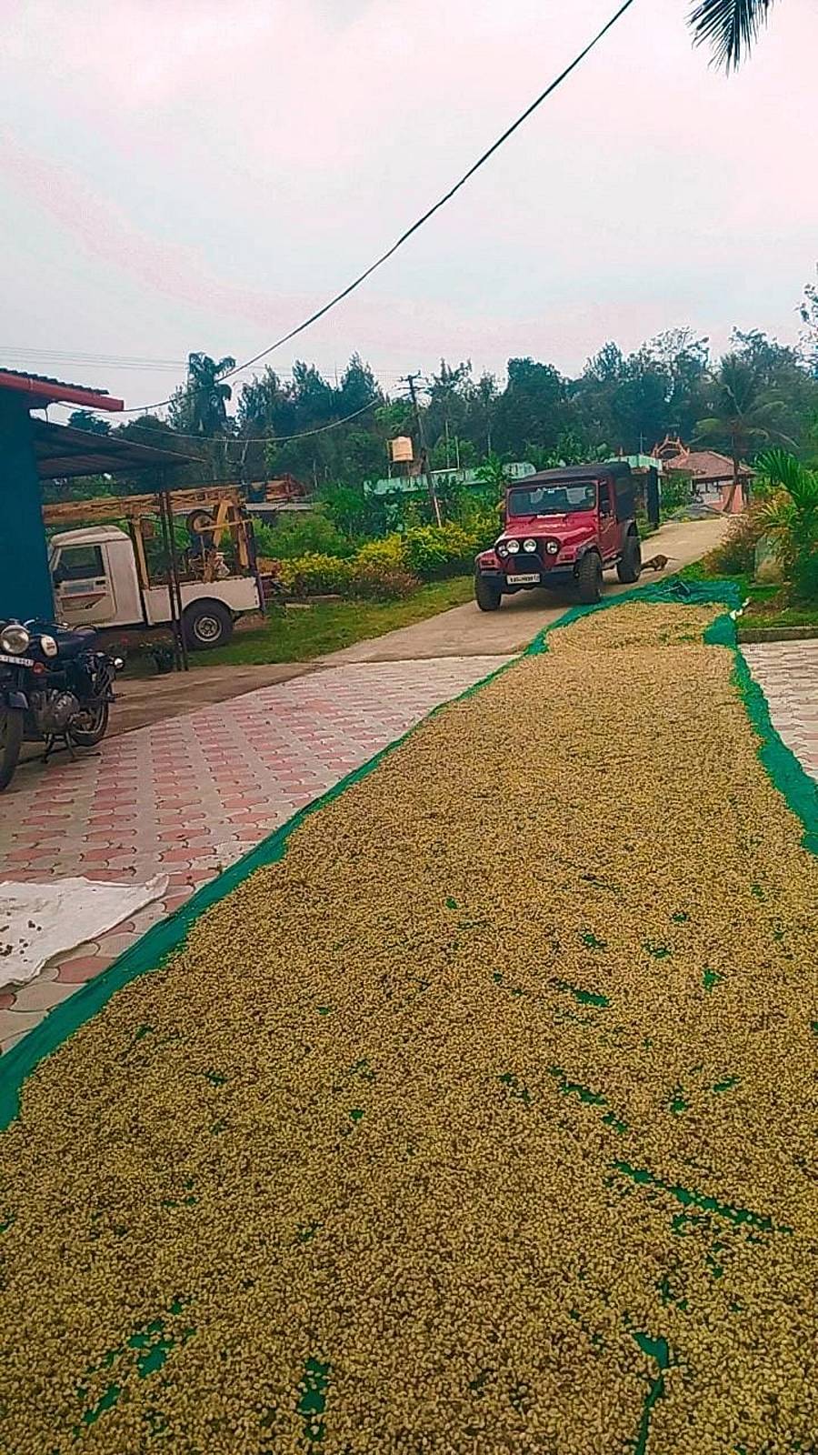 ಶನಿವಾರಸಂತೆ ಸಮೀಪ ಕಾಫಿಯನ್ನು ಒಣಗಲು ಬಿಸಿಲಿಗೆ ಹರಡಿರುವುದು