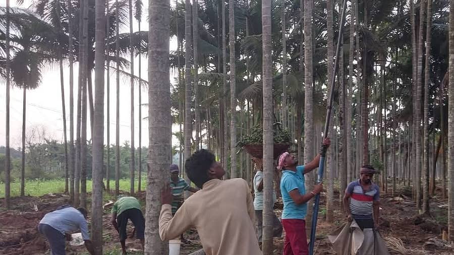 ಅಡಿಕೆ ಕೊಯ್ಲಿನಲ್ಲಿ ತೊಡಗಿರುವ ಕಾರ್ಮಿಕರು