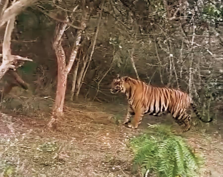 ಗುಂಡ್ಲುಪೇಟೆ ತಾಲ್ಲೂಕಿನ ಬಂಡೀಪುರ ರಾಷ್ಟ್ರೀಯ ಅಭಯಾರಣ್ಯದ ಗಡಿ ಪ್ರದೇಶ ಮಸಣಗುಡಿ ರಸ್ತೆ ಬದಿಯಲ್ಲಿ ಕಾಣಿಸಿದ ಹುಲಿ