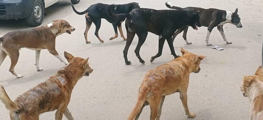 ಜಿಲ್ಲೆಯಲ್ಲಿ ಬೀದಿನಾಯಿಗಳ ಉಪಟಳಕ್ಕೆ ಕ್ರಮ