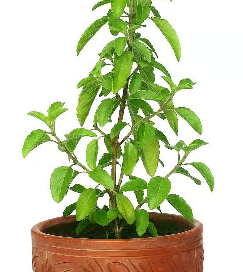Tulsi Types: ತುಳಸಿಯಲ್ಲಿ 4 ವಿಧಗಳು: ಯಾವುದರ ಪೂಜೆ ಹೆಚ್ಚು ಶ್ರೇಷ್ಠ