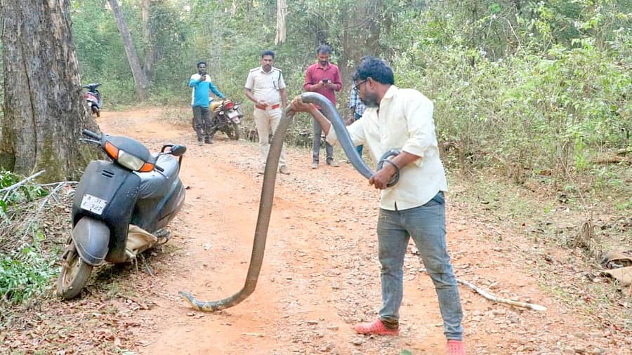 ಯಲ್ಲಾಪುರ ತಾಲ್ಲೂಕು ಬಾಳೆಗದ್ದೆಯಲ್ಲಿ ಮನೆಯ ಸಮೀಪ ಬಂದ ಕಾಳಿಂಗ ಸಪ೯