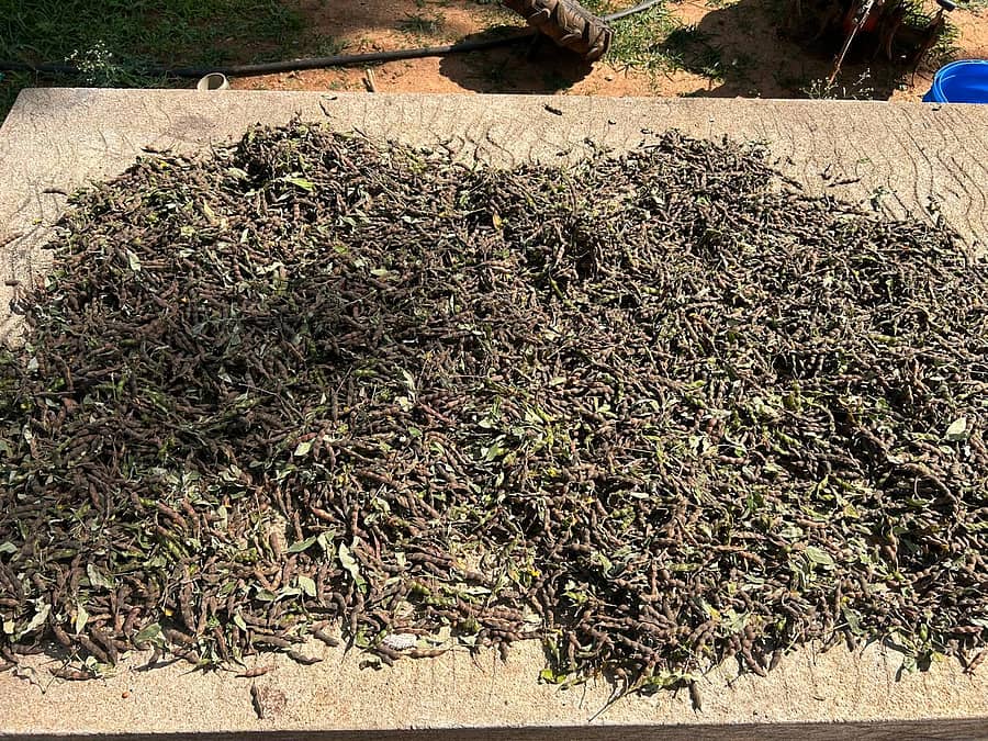 ರೈತರು ಹಾಳಾದ ತೊಗರಿ ಬೆಳೆಯನ್ನು ಪ್ರದರ್ಶನ ಮಾಡಿದರು