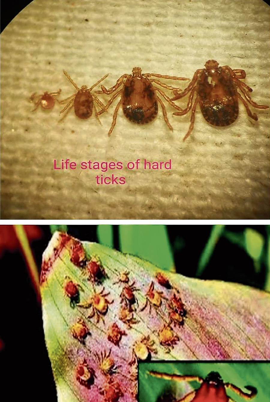 ಕಾಡಿನಲ್ಲಿ ಕೆಎಫ್ಡಿ ವೈರಸ್ ವಾಹಕ ಉಣುಗುಗಳು