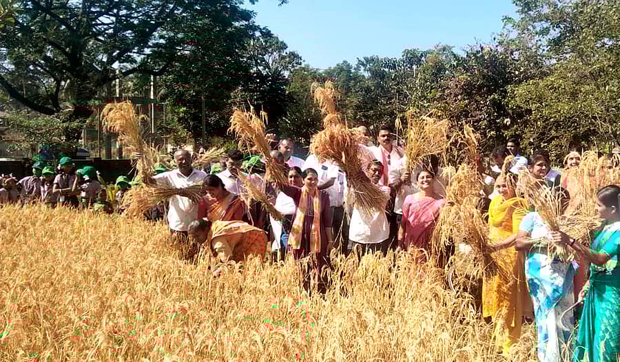 ನರಸಿಂಹರಾಜಪುರ ತಾಲ್ಲೂಕು ಸೂಸಲವಾನಿ ಸರ್ಕಾರಿ ಹಿರಿಯ ಪ್ರಾಥಮಿಕ ಶಾಲಾ ಆವರಣದಲ್ಲಿ ಬೆಳೆದಿದ್ದ ಸೋನಾ ಮಸೂರಿ ಭತ್ತದ ಬೆಳೆಯನ್ನು ಬುಧವಾರ ಅತಿಥಿಗಳು ಮತ್ತು ಮಕ್ಕಳು ಕಟಾವು ಮಾಡಿದರು