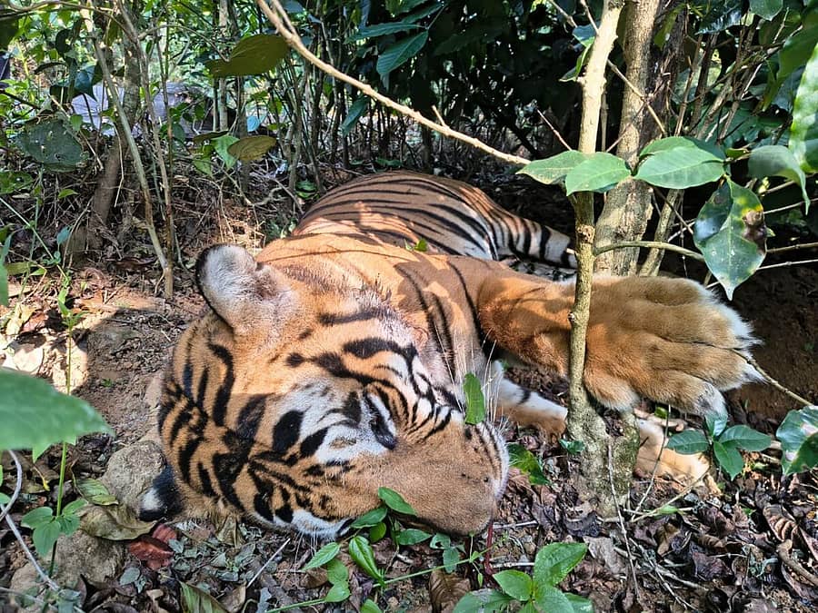 <div class="paragraphs"><p>ಮಡಿಕೇರಿ ಸಮೀಪದ ಚೆಟ್ಟಳ್ಳಿ ಶ್ರೀಮಂಗಲದ ತೋಟವೊಂದರಲ್ಲಿ ಹುಲಿಯೊಂದರ ಮೃತದೇಹ ಮಂಗಳವಾರ ದೊರಕಿದೆ</p></div>