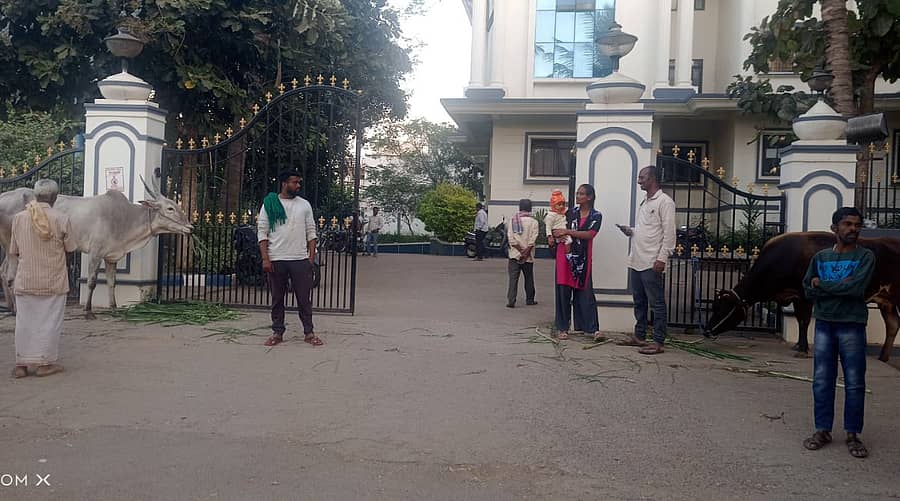 ಶ್ರೀರಂಗಪಟ್ಟಣ ತಾಲ್ಲೂಕಿನ ಜಕ್ಕನಹಳ್ಳಿ ಗ್ರಾಮದ ರೈತ ಮನೋಜ್ ತಮ್ಮ ಬುಧವಾರ ಸಂಜೆ ಪಟ್ಟಣದ ತಾಲ್ಲೂಕು ಕಚೇರಿ ಮುಂದೆ ತಮ್ಮ ಹಸುಗಳನ್ನು ಕಟ್ಟಿ ಪ್ರತಿಭಟನೆ ನಡೆಸಿದರು