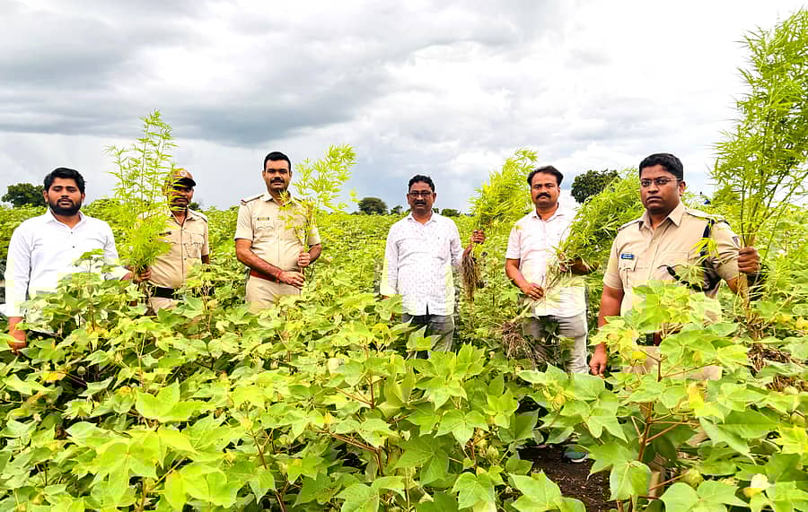 ಜಿಲ್ಲಾ ಪೊಲೀಸ್ ವರಿಷ್ಠಾಧಿಕಾರಿ ಪ್ರದೀಪ್ ಗುಂಟಿ ನೇತೃತ್ವದಲ್ಲಿ ಜಿಲ್ಲೆಯ ಔರಾದ್ ತಾಲ್ಲೂಕಿನ ಕರಂಜಿ (ಬಿ) ಗ್ರಾಮದಲ್ಲಿ ಈ ವರ್ಷದ ಸೆಪ್ಟೆಂಬರ್ನಲ್ಲಿ ಕಾರ್ಯಾಚರಣೆ ನಡೆಸಿ, ಡ್ರೋನ್ ಸಹಾಯದಿಂದ ಹತ್ತಿ ಬೆಳೆಯ ನಡುವೆ ಬೆಳೆಸಿದ್ದ ಗಾಂಜಾ ಪತ್ತೆ ಹಚ್ಚಿ ಜಪ್ತಿ ಮಾಡಿರುವುದು