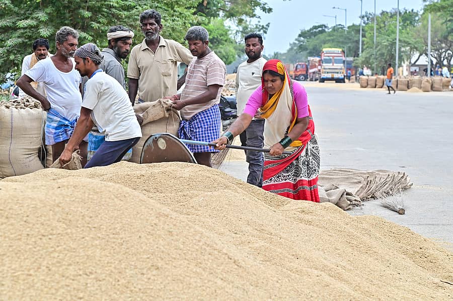 ದಾವಣಗೆರೆ ಎಪಿಎಂಸಿ ಆವರಣದಲ್ಲಿ ಒಣಗಿಸಿದ ಭತ್ತವನ್ನು ಚೀಲಕ್ಕೆ ತುಂಬುವುದರಲ್ಲಿ ನಿರತರಾಗಿದ್ದ ಕಾರ್ಮಿಕರು ಪ್ರಜಾವಾಣಿ ಚಿತ್ರ; ಸತೀಶ್ ಬಡಿಗೇರ
