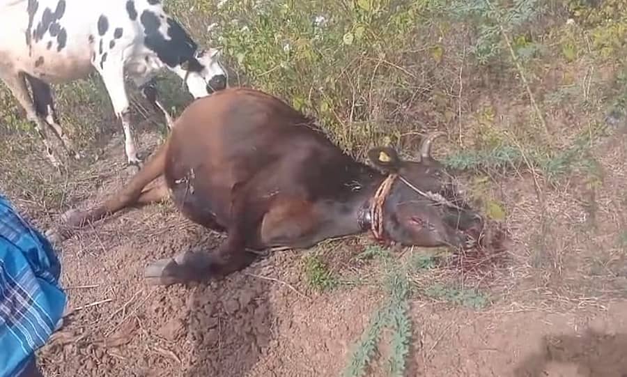 ಹುಲಿ ದಾಳಿಗೆ ಬಲಿಯಾದ ಹಸು