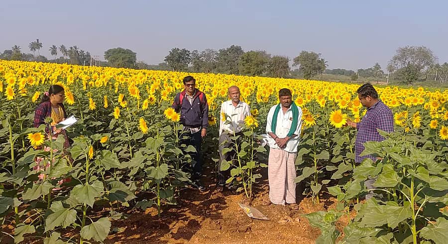 ಮುಂಡರಗಿ ಪಟ್ಟಣದ ಯುವ ರೈತ ಮಂಜಣ್ಣ ಹುಯಿಲಗೋಳ ಅವರು ಜಮೀನಿಗೆ ಕೃಷಿ ಅಧಿಕಾರಿಗಳು ಭೇಟಿ ನೀಡಿ ಬೆಳೆ ಪರಿಶೀಲಿಸಿದರು