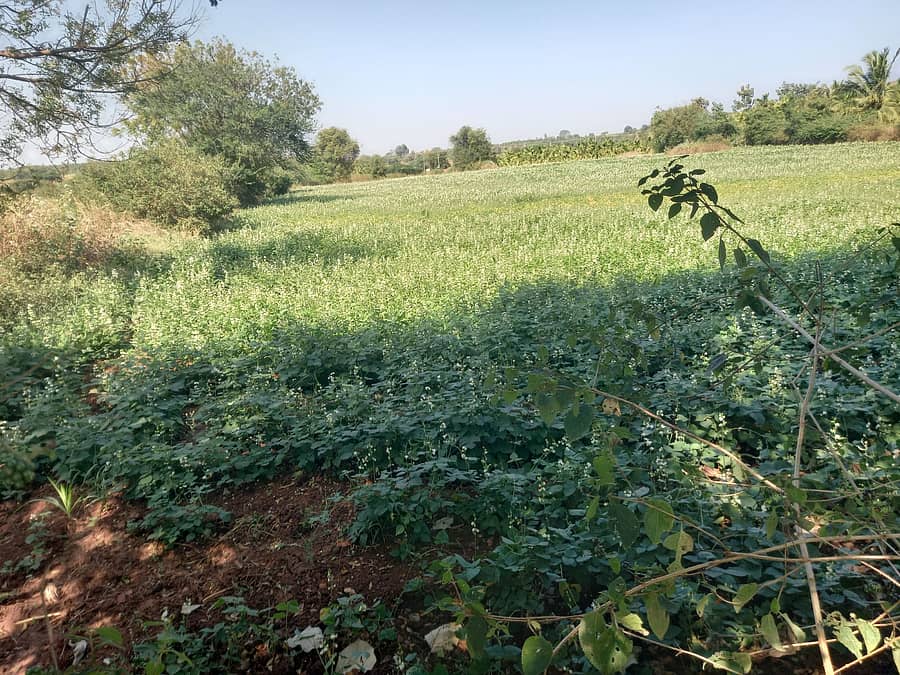 ಮಾಯಕೊಂಡ ಸಮೀಪದ ಜಮೀನೊಂದರಲ್ಲಿ ಹೂವು ಕಾಯಿ ಕಟ್ಟಿ‌ನಿಂತಿರುವ ಅವರೆ ಬೆಳೆ.