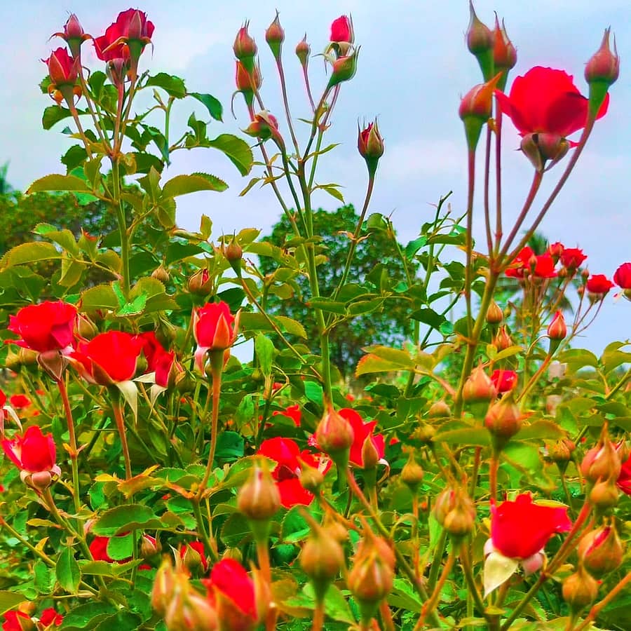 <div class="paragraphs"><p>ಹೊಸಕೋಟೆ: ಚಳಿಗೆ ಅರಳದ ಗುಲಾಬಿ.. ಬಾಡಿದ ಬೆಳೆಗಾರರ ಮೊಗ</p></div>