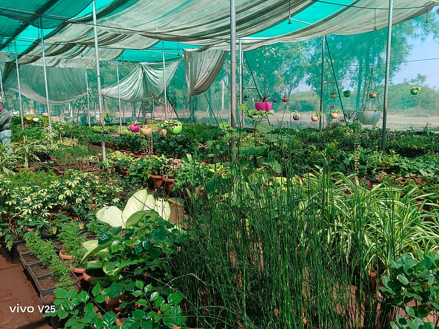 ತೋಟಗಾರಿಕೆ ವಿವಿ ಯಿಂದ ರೈತರಿಗಾಗಿ ಸಿದ್ಧಪಡಿಸಿರುವ ವಿವಿಧ ಬಗೆಯ ಆಲಂಕಾರಿಕ, ಹೂವಿನ ಸಸಿಗಳು