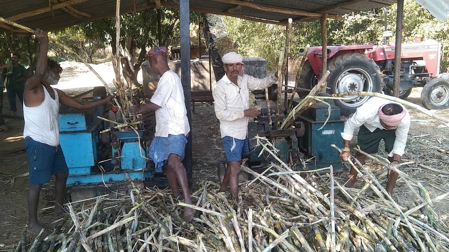 ಸಾಂಪ್ರದಾಯಿಕ ಪದ್ಧತಿಯಲ್ಲಿ ಬೆಲ್ಲ ತಯಾರಿಸುತ್ತಿರುವ ಧಾರವಾಡ ತಾಲ್ಲೂಕಿನ ಬಾಡ ಗ್ರಾಮದ ರೈತರು