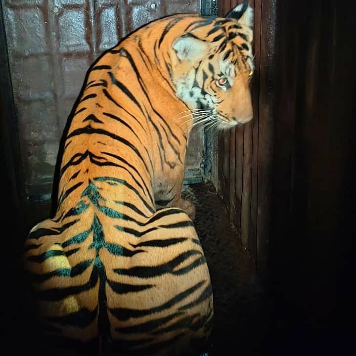 ಗುಂಡ್ಲುಪೇಟೆ ತಾಲೂಕಿನ ಬೊಮ್ಮಲಾಪುರದಲ್ಲಿ ಸೆರೆ ಹಿಡಿಯಲಾದ ಹುಲಿ