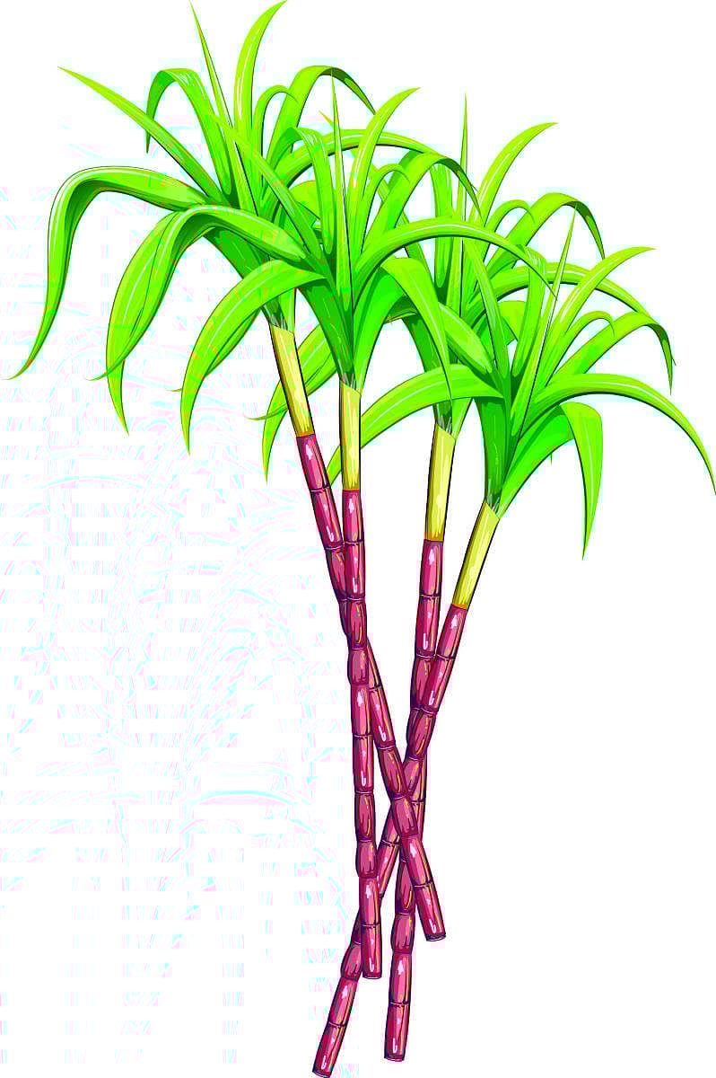 <div class="paragraphs"><p>ಕಬ್ಬು</p></div>