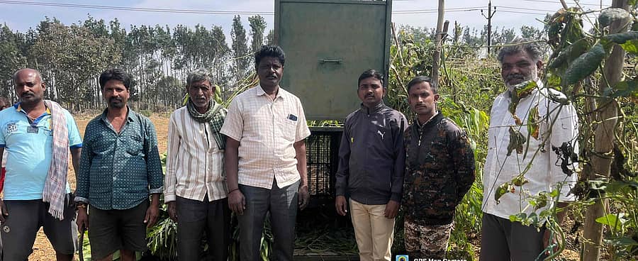 ಆನೇಕಲ್ ಸಮೀಪದ ಬಾಡರಹಳ್ಳಿಯಲ್ಲಿ ಚಿರತೆ ಸೆರೆಗೆ ಅರಣ್ಯ ಇಲಾಖೆ ಸಿಬ್ಬಂದಿ ಬೋನ್ ಅಳವಡಿಸಿರುವುದು