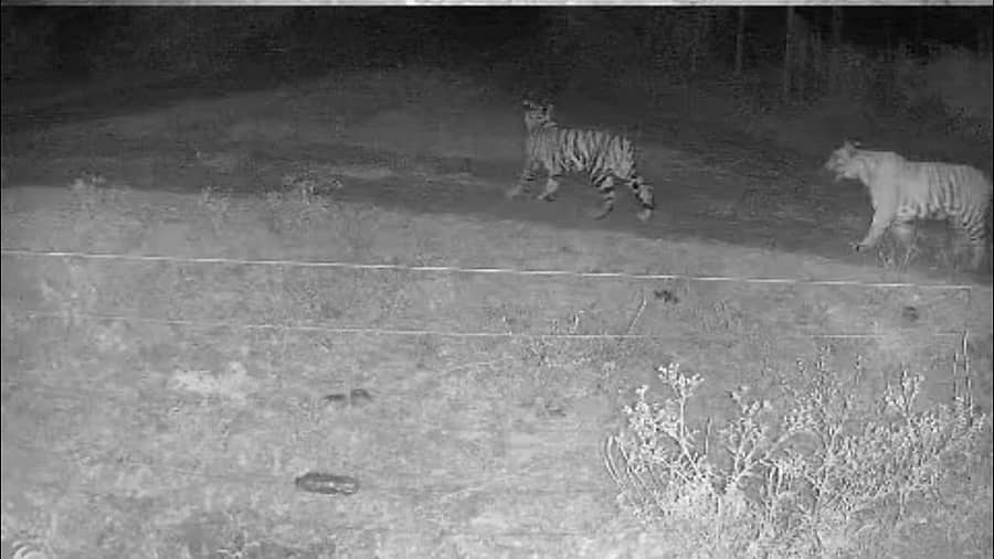 ಚಾಮರಾಜನಗರ ತಾಲ್ಲೂಕಿನ ನಂಜೇದೇವನಪುರ ಗ್ರಾಮದ ಜಮೀನಿನಲ್ಲಿ ಈಚೆಗೆ ಹುಲಿಗಳ ಚಲನವಲನ ಕ್ಯಾಮೆರಾದಲ್ಲಿ ಸೆರೆಯಾಗಿದೆ