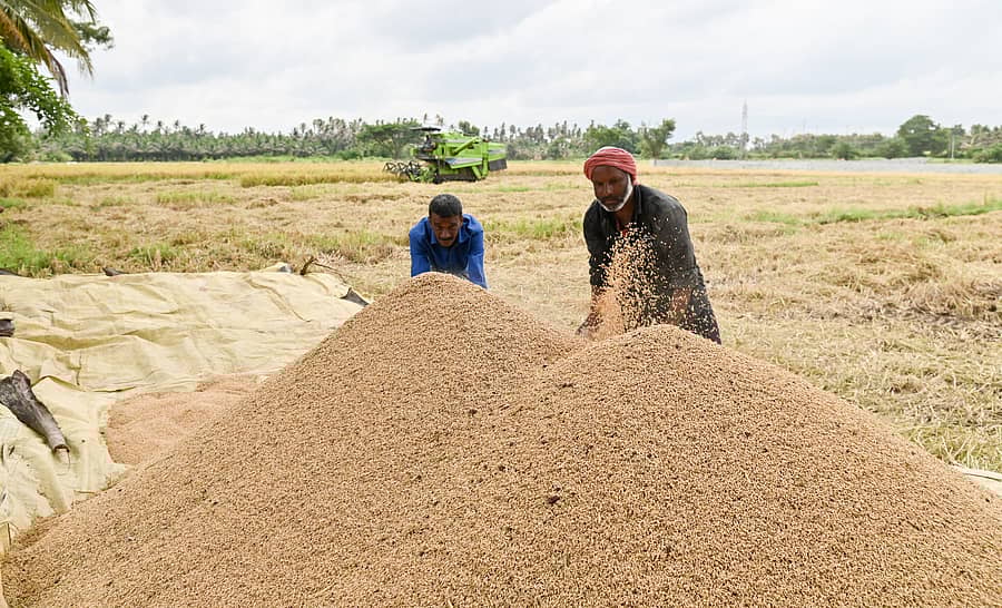ಭತ್ತದ ಒಕ್ಕಣೆ ಸಂಗ್ರಹ ಚಿತ್ರ