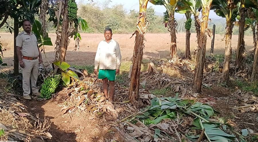 ಖಾನಾಪುರ ತಾಲ್ಲೂಕಿನ ಅಶೋಕನಗರ ಗ್ರಾಮದ ಬಳಿ ಕಾಡಾನೆಗಳು ಮುರಿದು ಹಾಕಿರುವ ಬಾಳೆ ತೋಟದಲ್ಲಿ ಉಂಟಾಗಿರುವ ಬೆಳೆಹಾನಿಯನ್ನು ಅರಣ್ಯ ಇಲಾಖೆಯ ಅಧಿಕಾರಿಗಳು ಪರಿಶೀಲಿಸಿದರು.