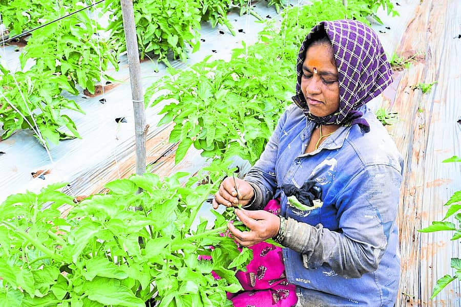 <div class="paragraphs"><p>ಹಾವೇರಿ ಜಿಲ್ಲೆಯ ಕದರಮಂಡಲಗಿ ಗ್ರಾಮದ ಪ್ಲಾಟ್‌ನಲ್ಲಿ ಟೊಮೆಟೊ ಸಸಿಯ ಮೊಗ್ಗುಗಳನ್ನು ಬಿಡಿಸಿ ಪರಾಗ ಸ್ಪರ್ಶಕ್ಕೆ ಸಿದ್ಧಪಡಿಸುತ್ತಿರುವ ಕೃಷಿ ಮಹಿಳೆ&nbsp;</p></div>