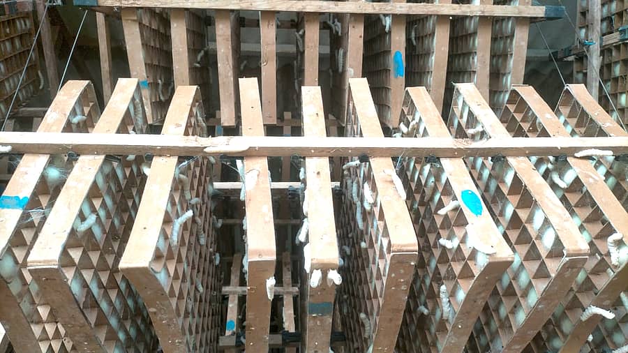 ಚಳಿಯಿಂದ ಚಂದ್ರಿಕೆಯಲ್ಲಿ ಗೂಡು ಕಟ್ಟದ ರೇಷ್ಮೆಹುಳು