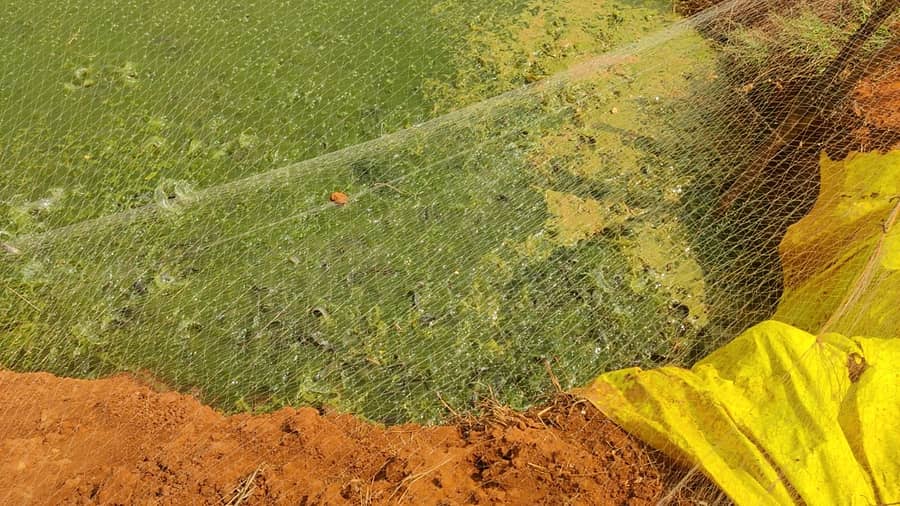 ಚಿಂತಾಮಣಿ ತಾಲ್ಲೂಕಿನ ಚಿನ್ನಸಂದ್ರದ ಬಳಿ ಕ್ಯಾಟ್‌ಫಿಷ್ ಸಾಕಾಣಿಕೆ ಮಾಡುತ್ತಿರುವ ಹೊಂಡಗಳು