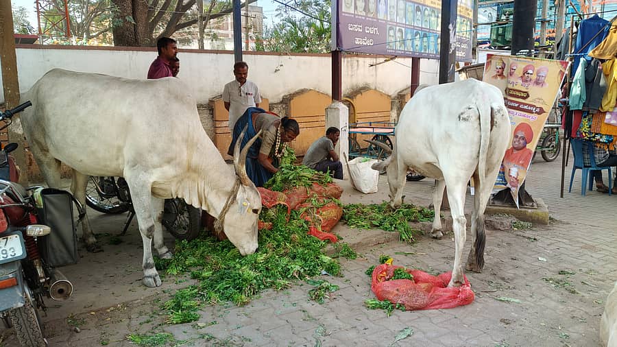 ಹಾವೇರಿ ಎಂ.ಜಿ. ರಸ್ತೆಯ ಗಾಂಧಿ ವೃತ್ತದಲ್ಲಿ ರೈತರು ಎಸೆದು ಹೋದ ಸೊಪ್ಪಿನ ಗಂಟನ್ನು ಜಾನುವಾರುಗಳು ತಿಂದವು