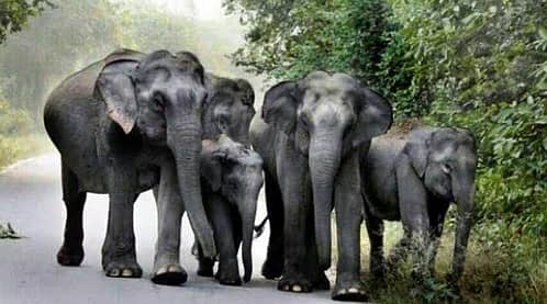 <div class="paragraphs"><p>ಆನೆಗಳು </p></div>