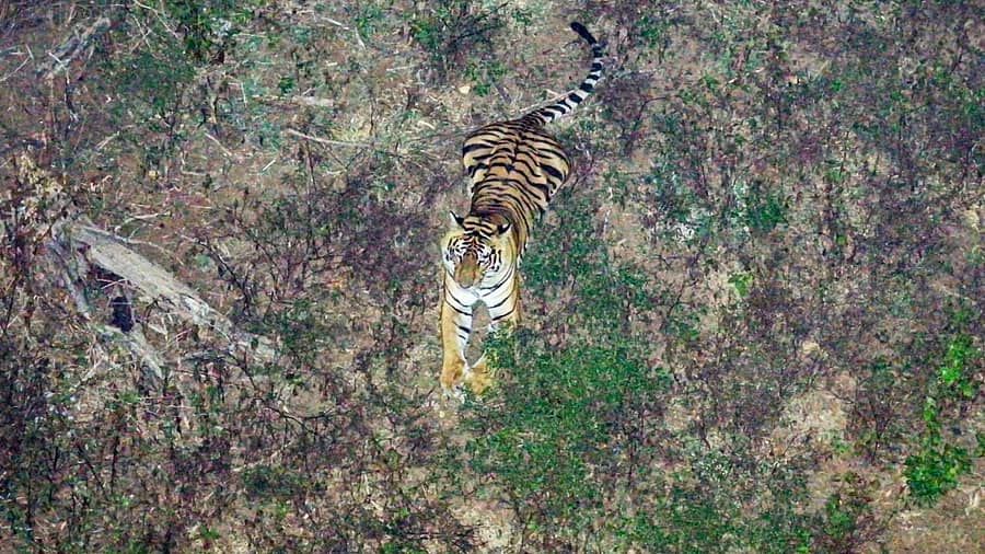 ಭೀಮನಬೀಡಿಲ್ಲಿ ಡ್ರೋನ್ ಕಣ್ಣಿಗೆ ಬಿದ್ದ ಹುಲಿ
