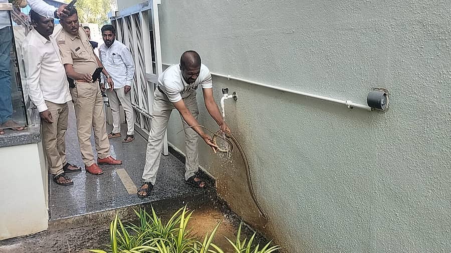 <div class="paragraphs"><p>ಹಾಸನದ ಶಾಸಕ ಸ್ವರೂಪ್ ಪ್ರಕಾಶ್ ಮನೆಗೆ ಬಂದಿದ್ದ ಕೆರೆ ಹಾವನ್ನು ಹಿಡಿದ ಸ್ನೇಕ್ ಕೇಶವ, ಅದನ್ನು ನೀರಿನಿಂದ ತೊಳೆದರು.</p></div>