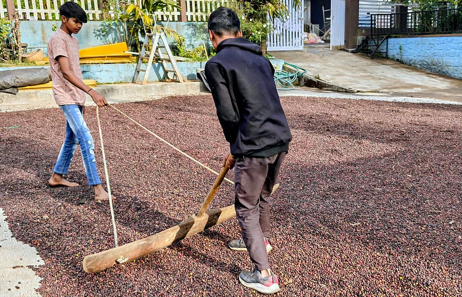 ಕಳಸದಲ್ಲಿ ರೊಬಸ್ಟಾ ಕಾಫಿ ಹಣ್ಣು ಕೊಯ್ದು ಕಣದಲ್ಲಿ ಒಣಗಿಸಲಾಗುತ್ತಿದೆ